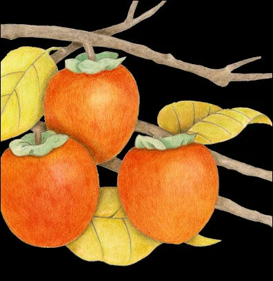 Three Persimmons Botanical on Black — VMazzoni
